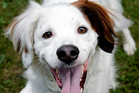 5 signes qui montrent que votre chien est heureux - sourire