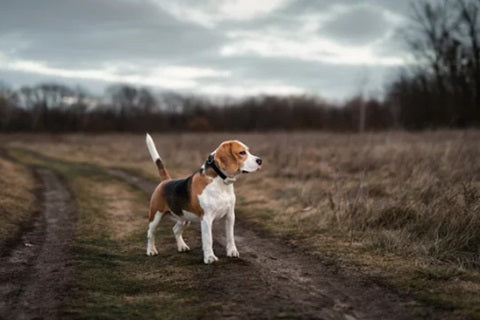 Est-ce que les colliers GPS conviennent à tous les chiens - beagle