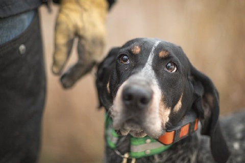 Quel collier GPS choisir pour son chien ?