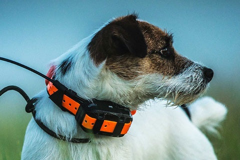 Kit de Repérage GPS pour chien Garmin® Alpha100 et collier T5 - Version F