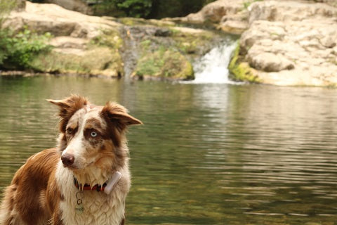 Est-ce que les colliers GPS conviennent à tous les chiens - waterproof