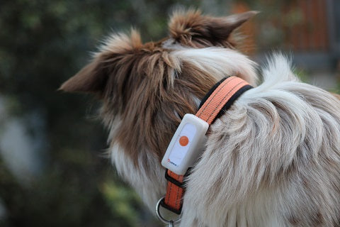 Weenect Dogs 2 Traceur GPS pour chien