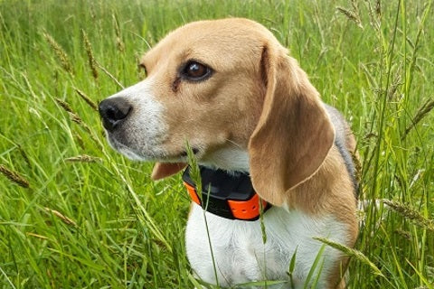 Avantages, fonctionnement et achat d'un collier GPS chien chasse