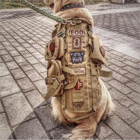 Harnais militaire K9 - customisé