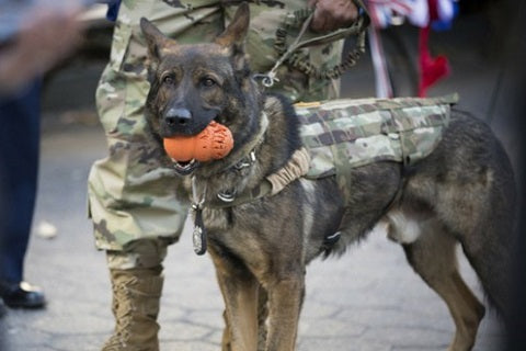 Harnais tactique militaire chien 