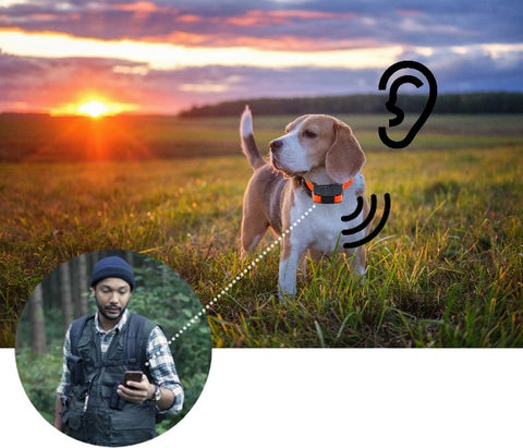 L'implant GPS pour chien, une technologie encore hors de portée ?