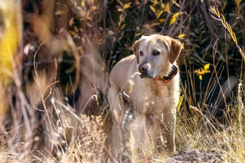 Avantages, fonctionnement et achat d'un collier GPS chien chasse