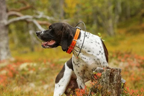 Les meilleurs accessoires pour chien de chasse - GEOVIE