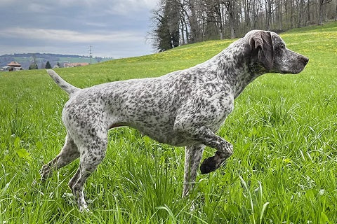 Top 20 des races de chiens français : Origine et caractéristiques !