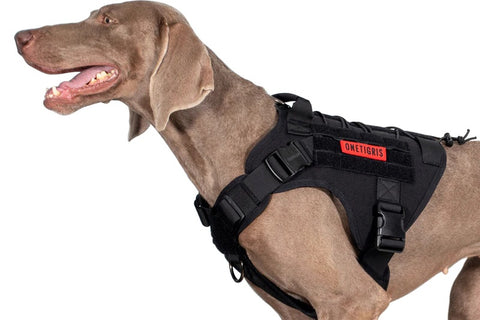 Top 5 des harnais tactiques pour chien militaire : notre sélection !