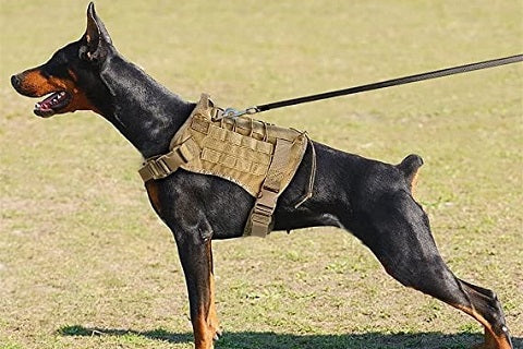 LTS FAFA Harnais pour chien Gilet militaire pour chien Laisse avec pochette  et patch, gilet tactique
