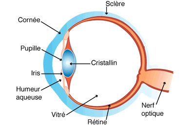 Tout savoir sur la vision du chien - anatomie, spécificités,  et comportements - détails de l'oeil