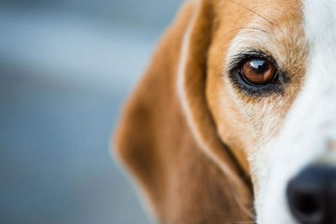 Tout savoir sur la vision du chien - anatomie, spécificités,  et comportements - œil beagle