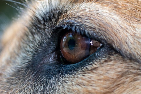 Tout savoir sur la vision du chien - anatomie, spécificités,  et comportements - oeil du chien