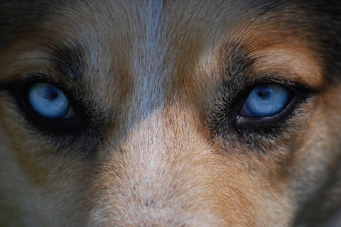 Tout savoir sur la vision du chien - anatomie, spécificités,  et comportements - yeux du chien