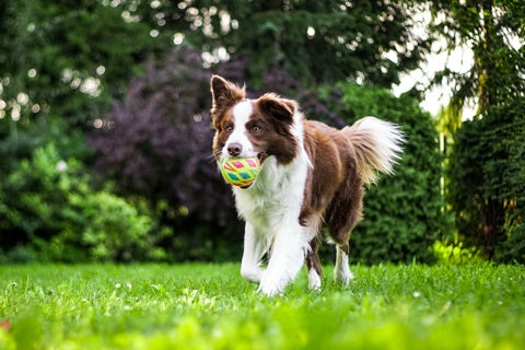 Tout savoir sur le border collie, merveilleux chien de berger et de compagnie - balle