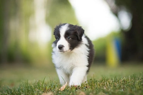 Tout savoir sur le border collie, merveilleux chien de berger et de compagnie - chiot