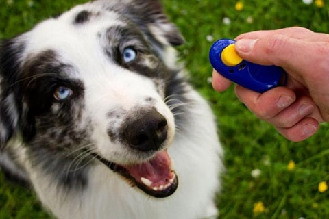 Tout savoir sur le border collie, merveilleux chien de berger et de compagnie - clicker training