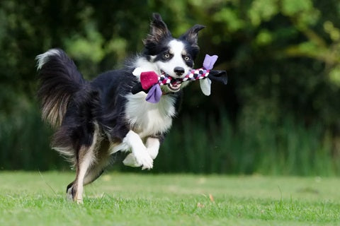 Tout savoir sur le border collie, merveilleux chien de berger et de compagnie - jouet pour chien