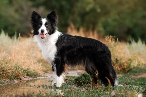 Tout savoir sur le border collie, merveilleux chien de berger et de compagnie - mare