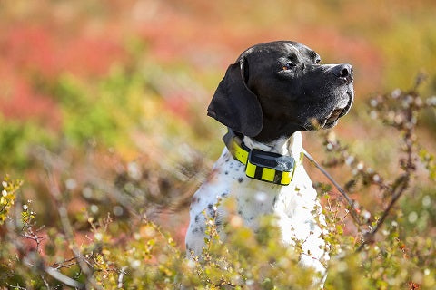 Avantages, fonctionnement et achat d'un collier GPS chien chasse