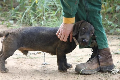 Traqueur De Dressage De Chien De Compagnie Sifflet - Temu Canada