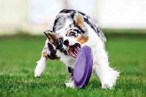 Tout savoir sur l'initiation du chien au frisbee