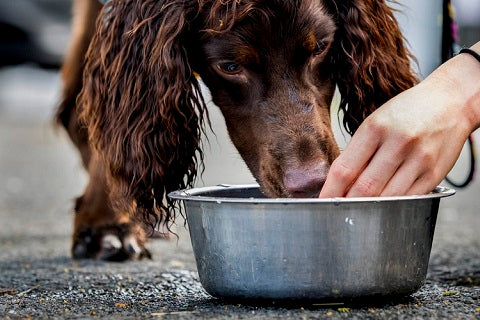 Brésil : ces volontaires viennent au secours des animaux en proie