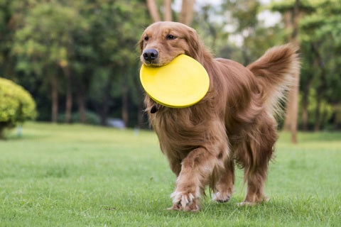 Discdog : comment apprendre le frisbee à mon chien ? - Blog