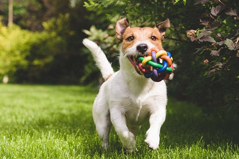 Comment enseigner à son chien à jouer au frisbee? 🪃. Il est possible que  votre compagnon ait besoin d'un coup de main pour apprendre à jouer avec  vous au frisbee, voici quelques