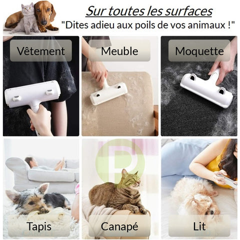 Patte adhésive enlève poils d'animaux - Orange - Acheter sur PhoneLook