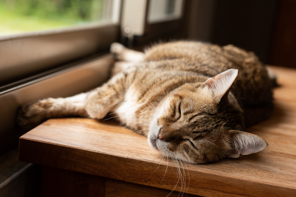 What Does Your Cat's Sleep Position Mean?