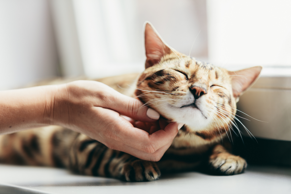 cute cat getting pet uncovering the mysteries of why cat's purr when they're happy or sad