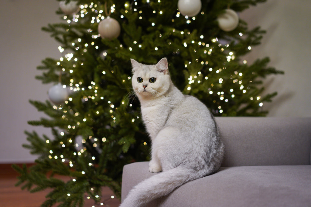 How to cat-proof your Christmas tree during the holiday season