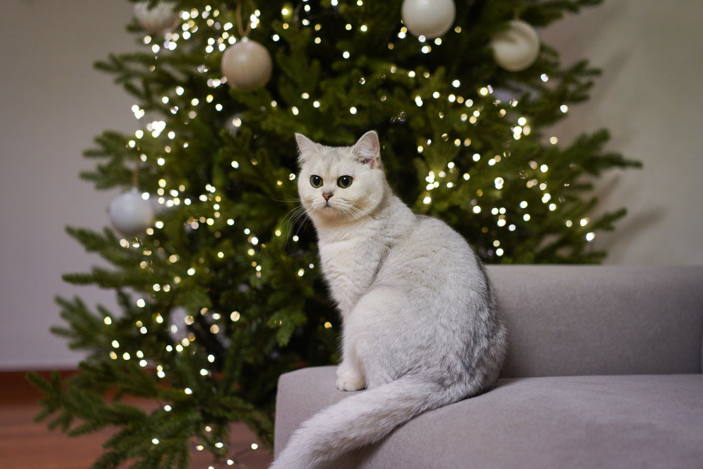 cat proofing your christmas tree