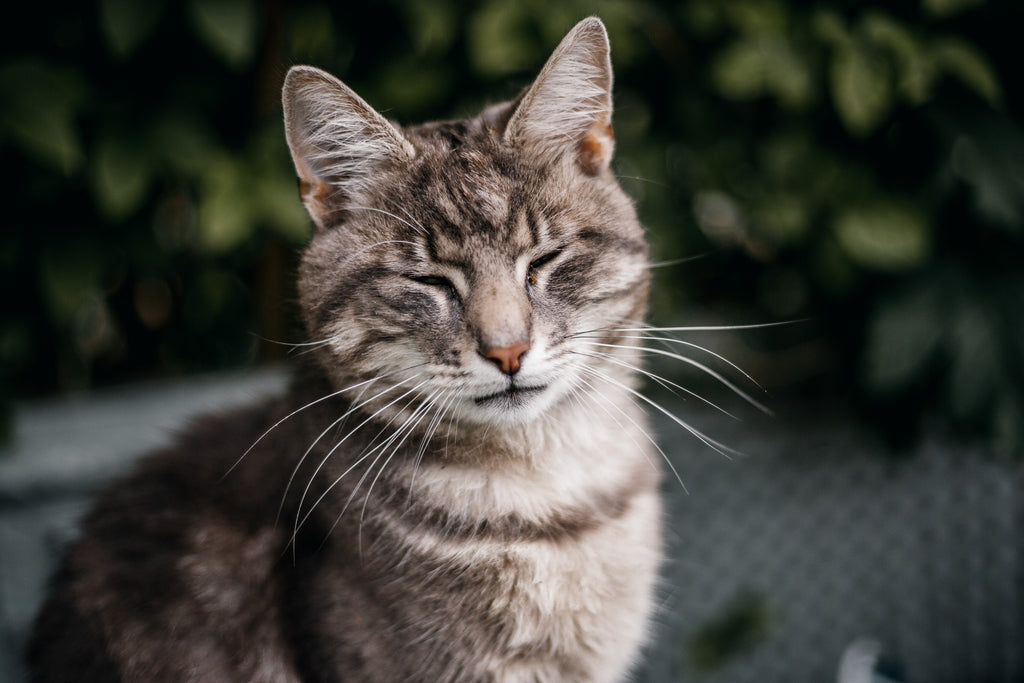 cute cat getting pet uncovering the mysteries of why cat's purr when they're happy or sad