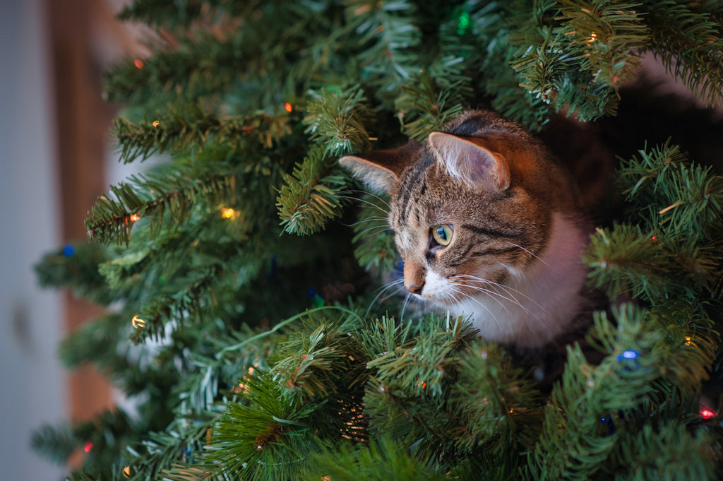 How to cat-proof your Christmas tree during the holiday season