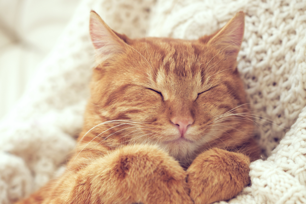 10 Ways To Show Your Cat Some Love This Valentine’s Day cat snuggled up with their owner