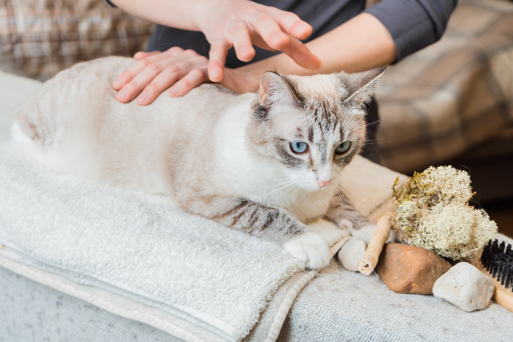 10 Ways To Show Your Cat Some Love This Valentine’s Day giving your cat a massage