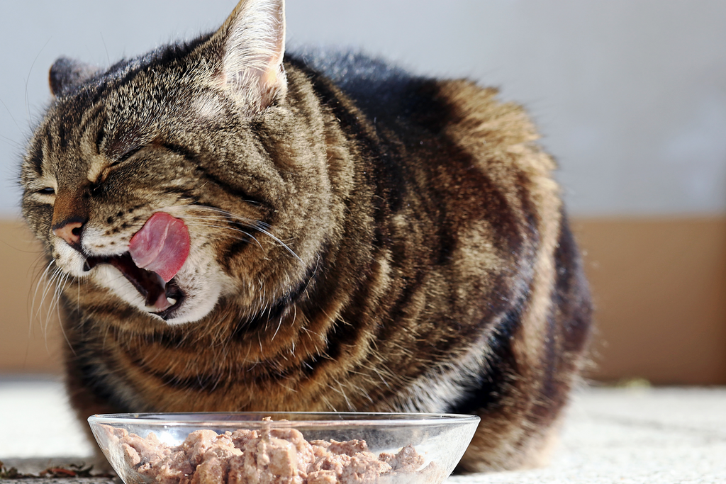 10 Ways To Show Your Cat Some Love This Valentine’s Day Cat eating a fancy meal out of a bowl