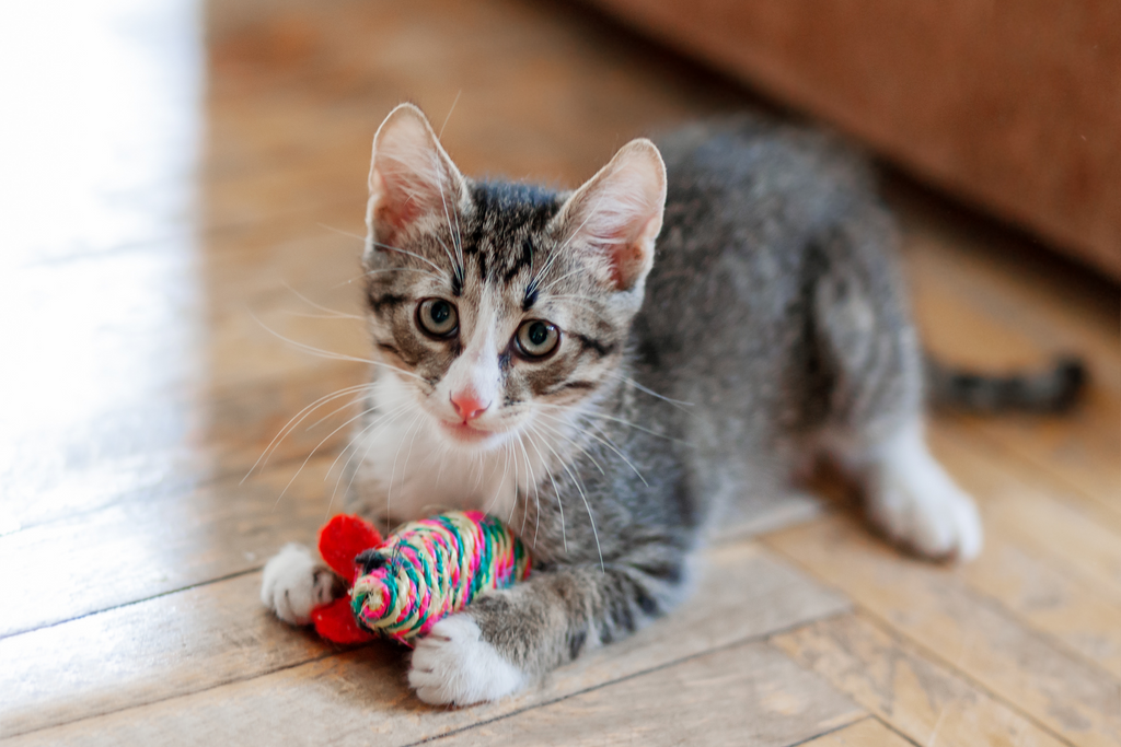 10 Ways To Show Your Cat Some Love This Valentine’s Day