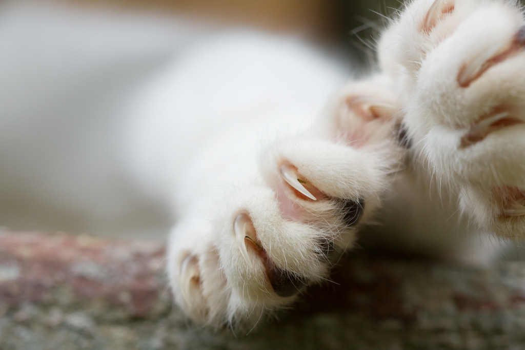 How to cut your cat's nails the right way to make sure they're protected and safe