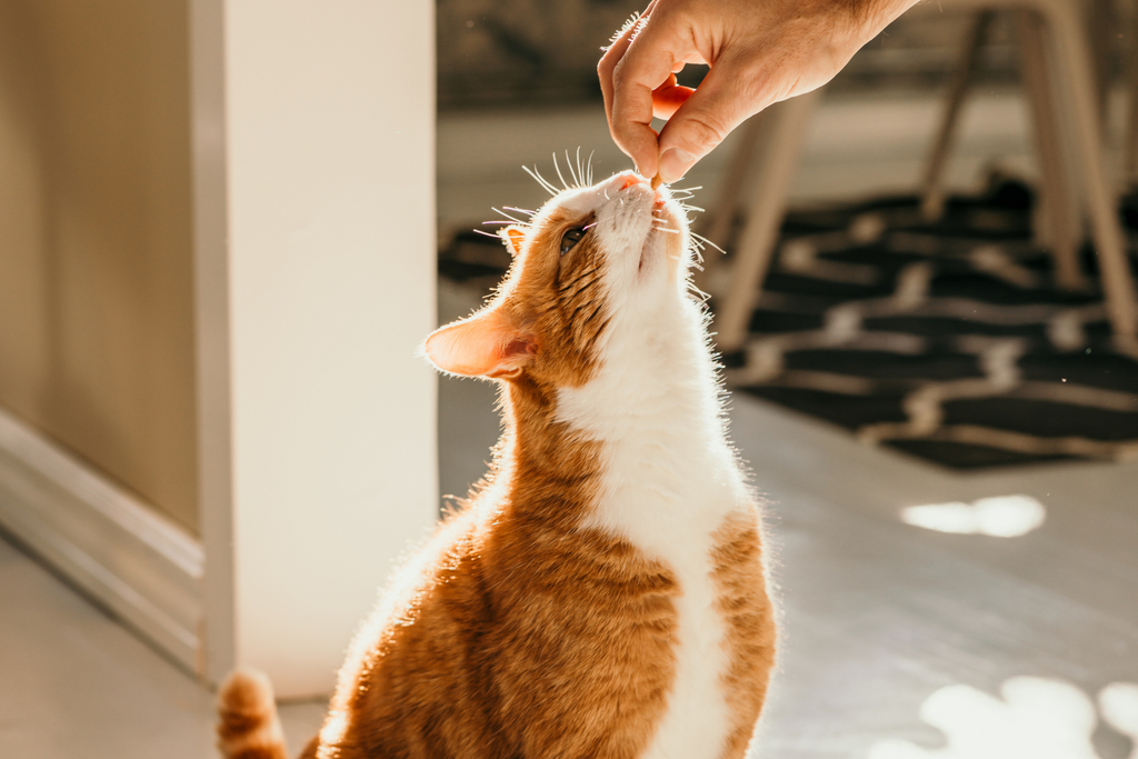 How to cut your cat's nails the right way to make sure they're protected and safe