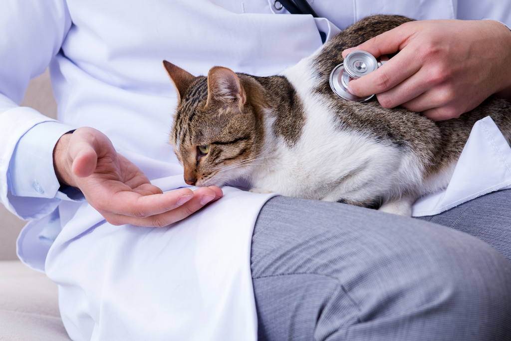 10 Ways To Show Your Cat Some Love This Valentine’s Day cat getting a vet check up