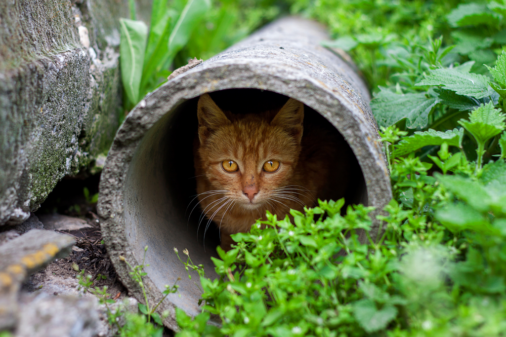 What to do if your indoor cat accidentally gets outside