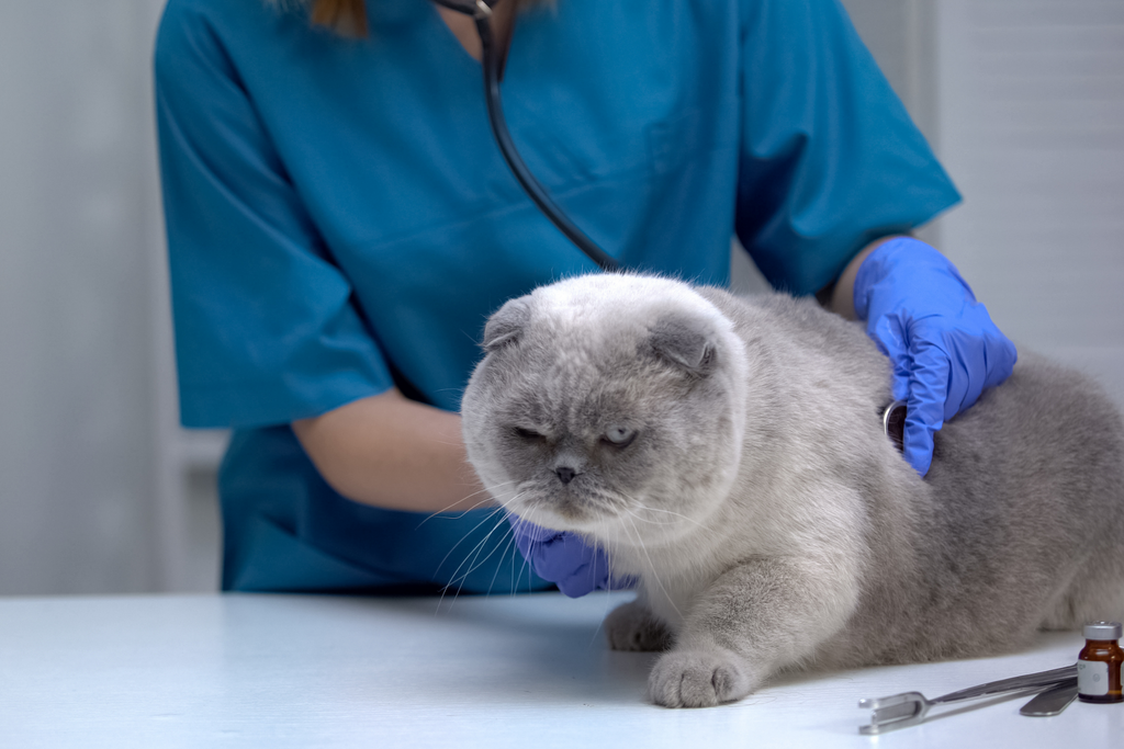 How An Automatic Litter Box Prevents Health Problems