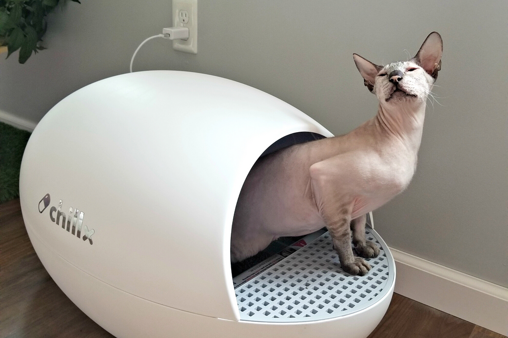 A guide to weight loss for cats with an automatic litter box