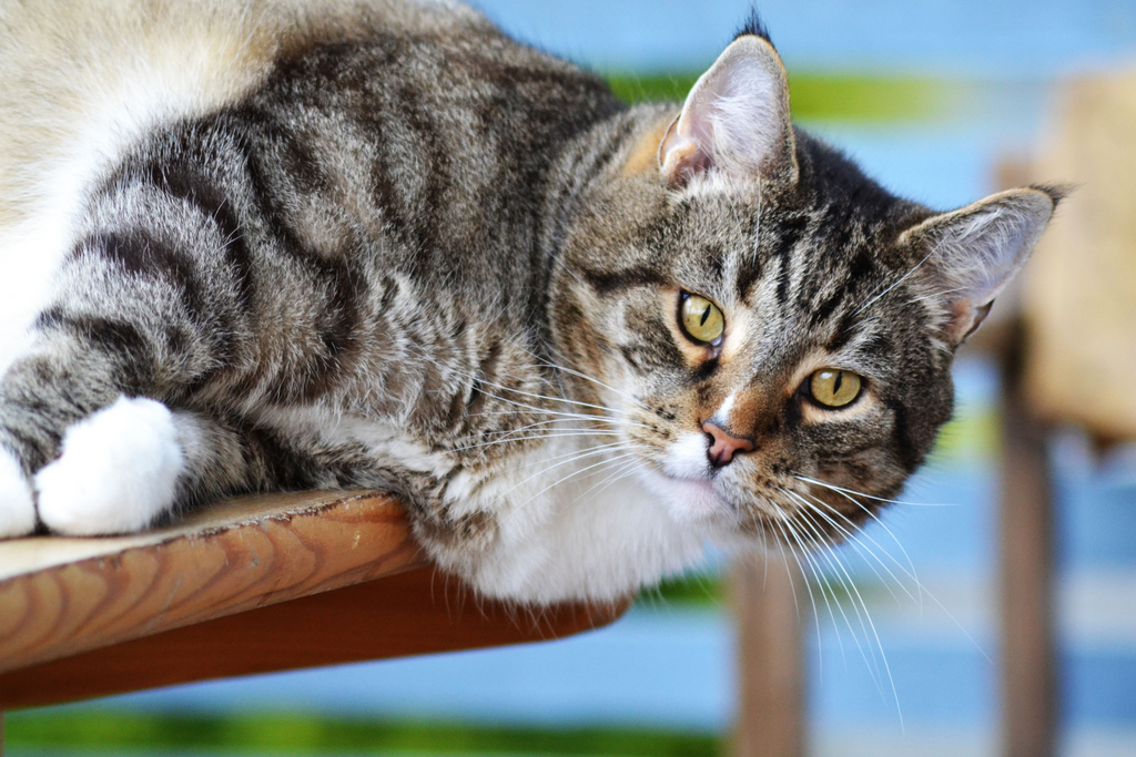 How An Automatic Litter Box Prevents Health Problems