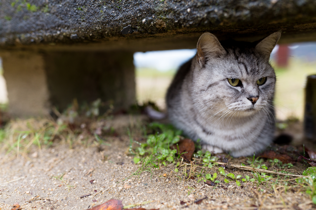 What to do if your indoor cat accidentally gets outside