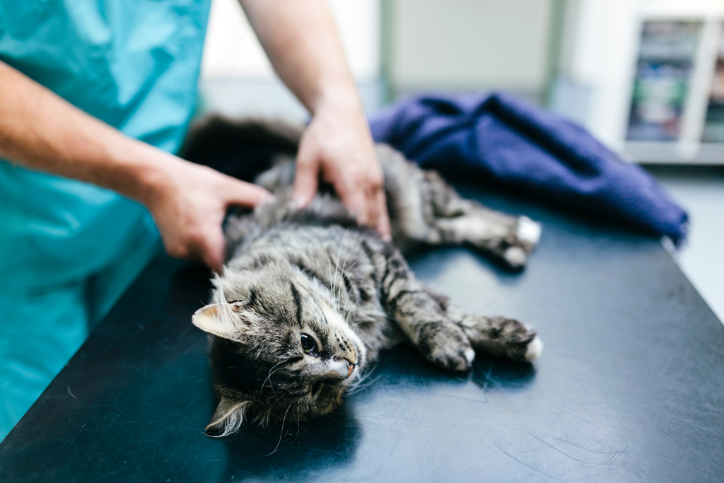 How an automatic litter box can save your cats live by catching early symptoms of health and digestive problems